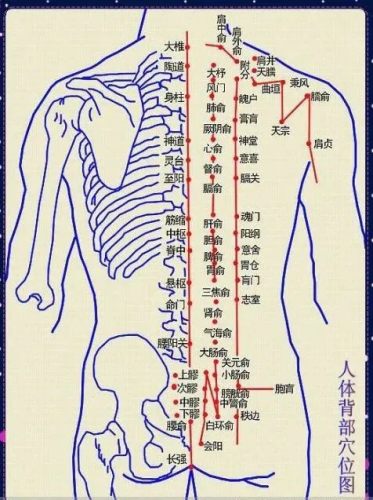 背部經絡圖