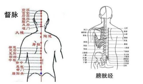 督脈和膀胱經經絡圖