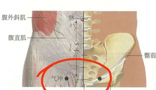 氣沖穴位置