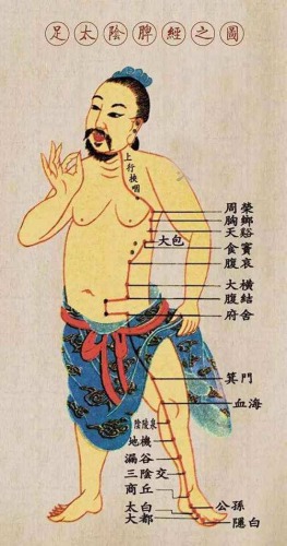 足太陰脾經(jīng)經(jīng)絡(luò)圖