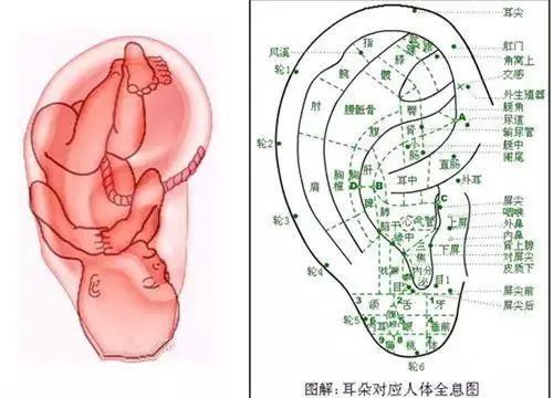 耳朵如倒放的嬰兒
