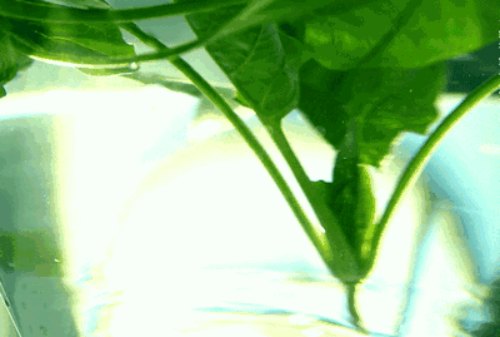 菠菜