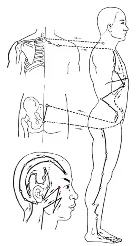膽經經絡圖