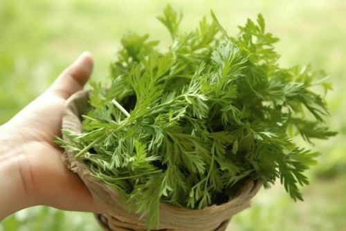 艾草